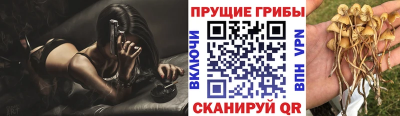 Псилоцибиновые грибы Psilocybine cubensis  Абдулино 